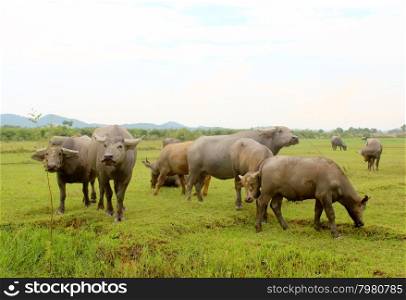 herd of buffalo on the field