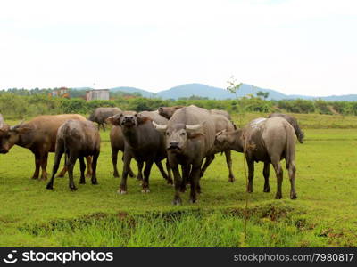 herd of buffalo on the field