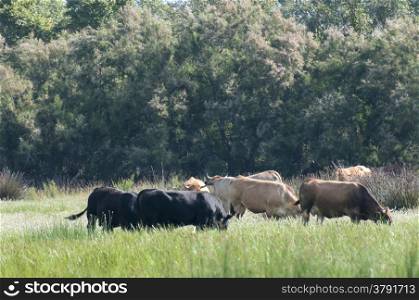 herd of bulls eating for fresh herbs
