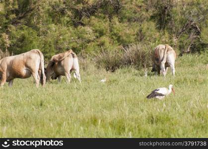 herd of bulls eating for fresh herbs