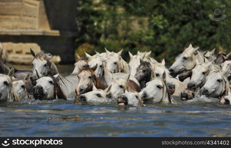 herd of Camargue horses and foal in the water