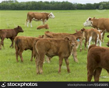 Herd of cattle in a field, Manitoba, Canada