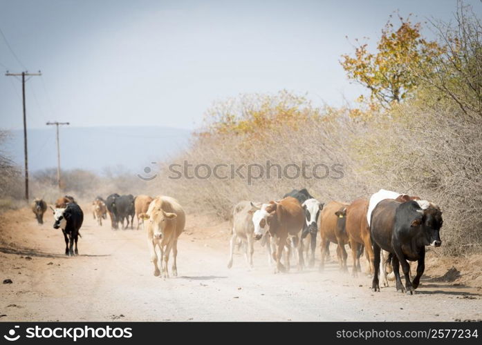 Herd of cattle moving down a dusty road in Botswana, Africa