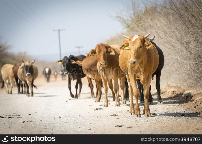 Herd of cattle moving down a dusty road in Botswana, Africa