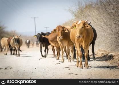 Herd of cattle moving down a dusty road in Botswana, Africa