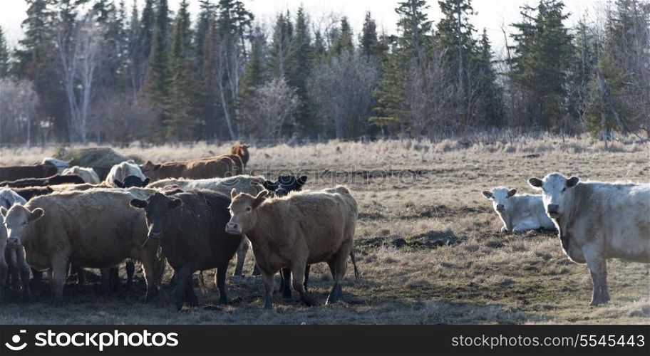 Herd of cattle on a farm, Manitoba, Canada