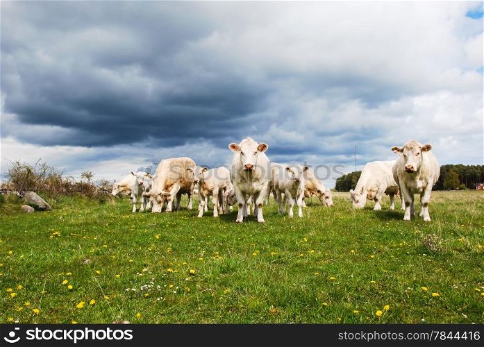 Herd of charolais cattle with many calves in a pastureland. From the swedish island Oland.