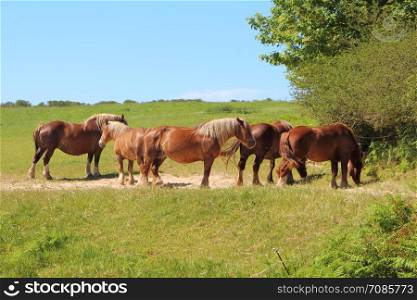 Herd of chestnut Trait Breton horses in a field in Brittany