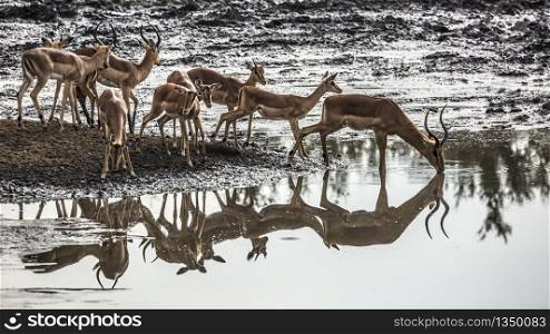 Herd of Common Impala in Kruger National park, South Africa ; Specie Aepyceros melampus family of Bovidae. Common Impala in Kruger National park, South Africa