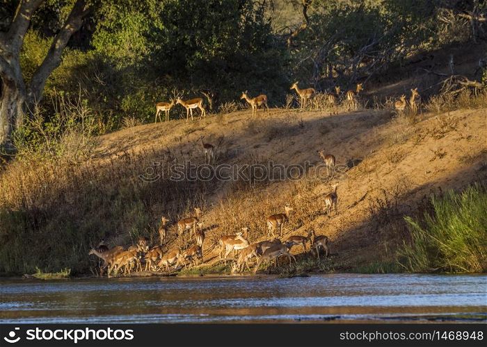 Herd of Common Impalas in riverbank in Kruger National park, South Africa ; Specie Aepyceros melampus family of Bovidae. Common Impala in Kruger National park, South Africa
