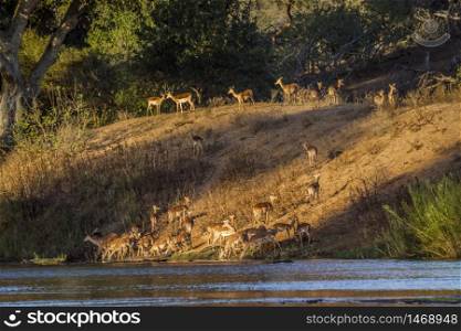 Herd of Common Impalas in riverbank in Kruger National park, South Africa ; Specie Aepyceros melampus family of Bovidae. Common Impala in Kruger National park, South Africa