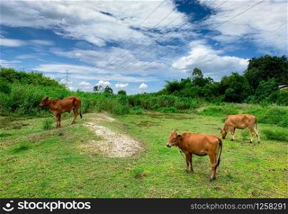 Herd of cow grazing green grass in meadow. Brown cow in pasture. Beef cow cattle farming. Livestock. High voltage electric pylon across animal farm field. Landscape of meadow in countryside. Thai cow.