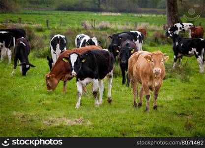 Herd of cows. Cows on a green field. Cows on the field