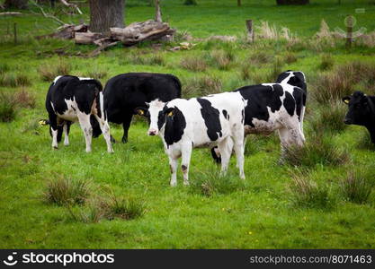 Herd of cows. Cows on a green field. Cows on the field