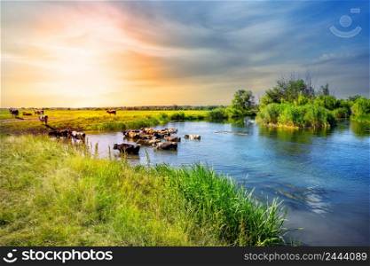 Herd of cows emerges from the lake at sunset. Herd of cows emerges from lake at sunset