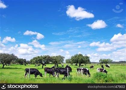 Herd of cows grazing at on green field