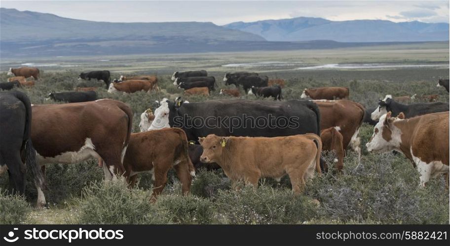 Herd of cows grazing in a field, Torres Del Paine National Park, Patagonia, Chile