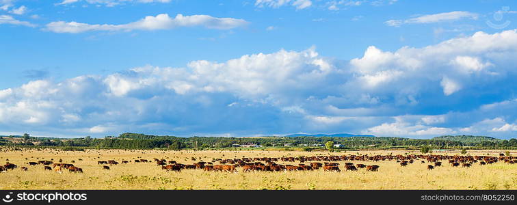 herd of cows grazing in agriculture field under blue sky with white clouds, Kuban, Russia