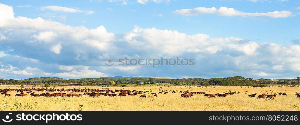 herd of cows grazing in pasture under blue sky with white clouds, Kuban, Russia