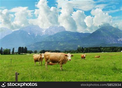 herd of cows grazing on mountain slopes
