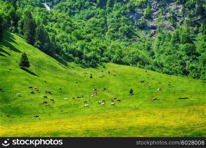 herd of cows grazing on mountain slopes