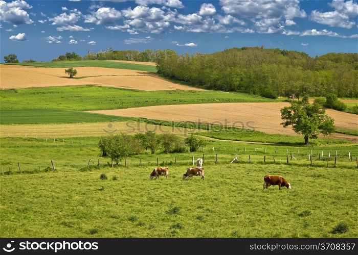 Herd of cows in green landscape under blue sky
