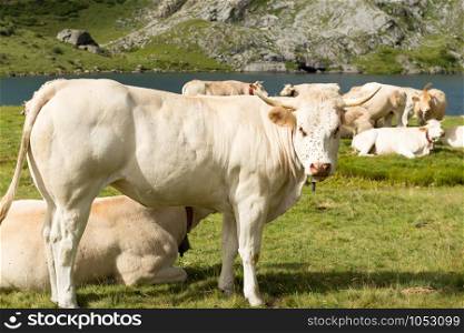 Herd of cows in the alpine pastures near a samll lake