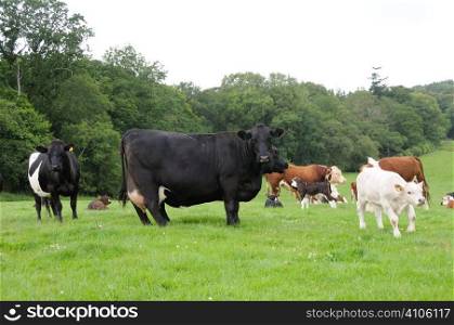 Herd of cows, including, calves, cows and a bull