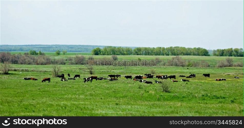 herd of cows on a green meadow