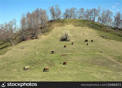 Herd of cows on a mountain pasture, Russia&#xA;