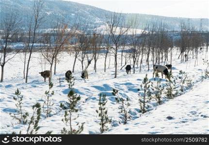 herd of cows on a snowy field on a sunny day. cow in the snow