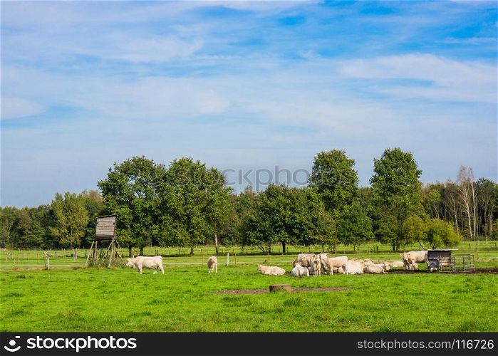 herd of cows on meadow. Cows on a green field.