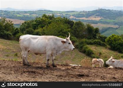 Herd of cows on the background of the hilly landscape in Tuscany Italy