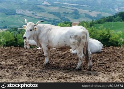 Herd of cows on the background of the hilly landscape in Tuscany Italy