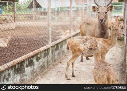 Herd of deer in a cage Breeding areas to be used in trade.