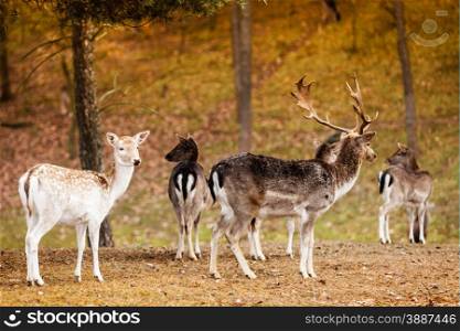 Herd of deer in the wild. Deer flock in natural habitat