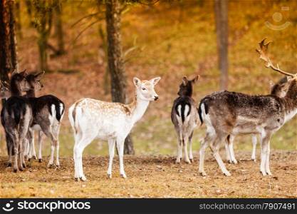 Herd of deer in the wild. Deer flock in natural habitat