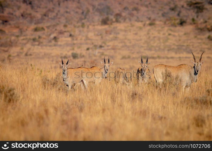 Herd of Eland standing in the grass in the Welgevonden game reserve, South Africa.