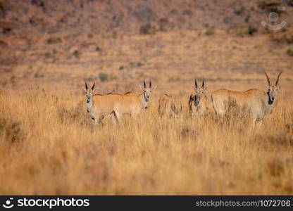 Herd of Eland standing in the grass in the Welgevonden game reserve, South Africa.