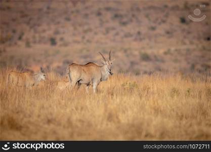 Herd of Eland standing in the grass in the Welgevonden game reserve, South Africa.