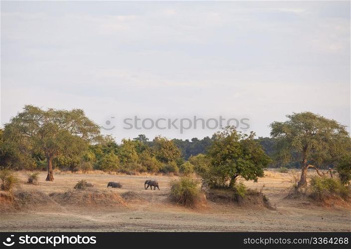 Herd of elephant in the bush in Zambia,Africa