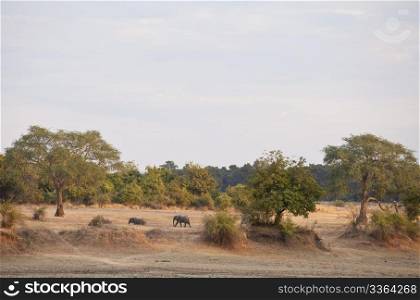 Herd of elephant in the bush in Zambia,Africa
