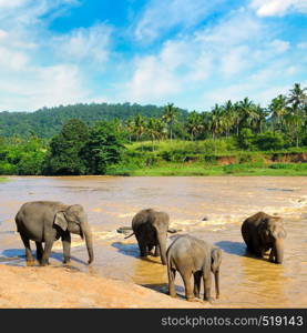 Herd of elephants bathing in the jungle river of Sri Lanka.