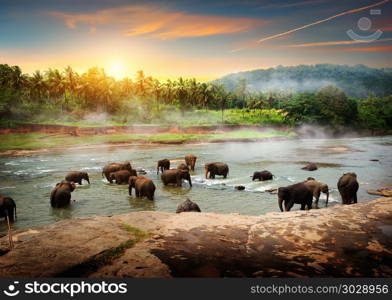 Herd of elephants bathing in the jungle river of Sri Lanka. Elephants in Sri Lanka. Elephants in Sri Lanka