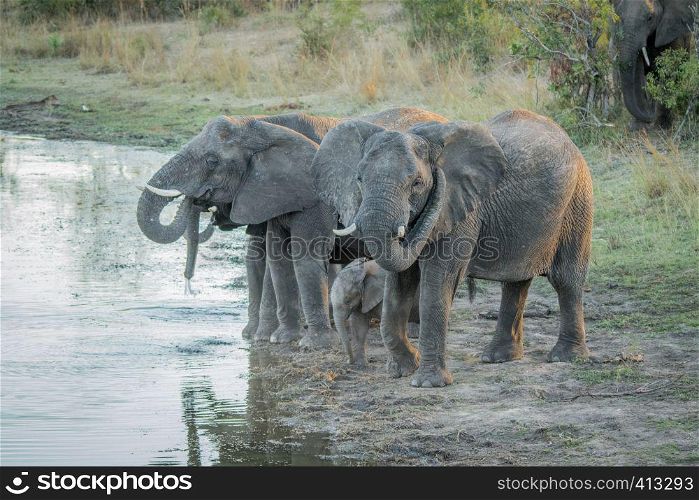 Herd of Elephants drinking in the Kruger National Park, South Africa.