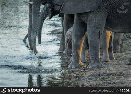 Herd of Elephants drinking in the Kruger National Park, South Africa.