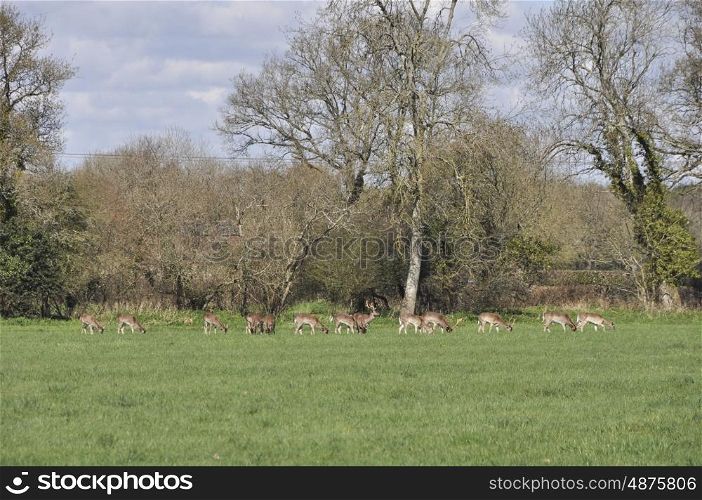 Herd OF Fallow Deer