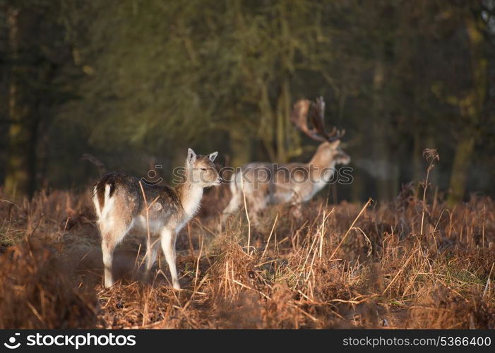 Herd of fallow deer in forest landscape