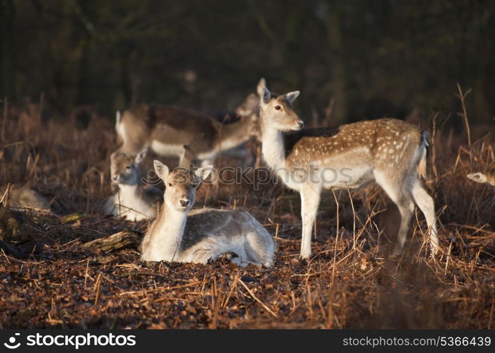 Herd of fallow deer in forest landscape