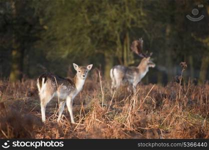 Herd of fallow deer in forest landscape